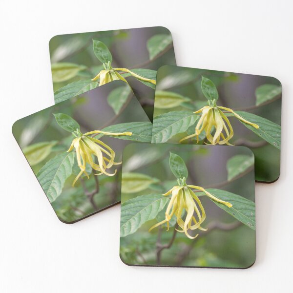 Item preview, Flower of a Ylang Ylang tree, Cananga odorata designed and sold by Zosimus.