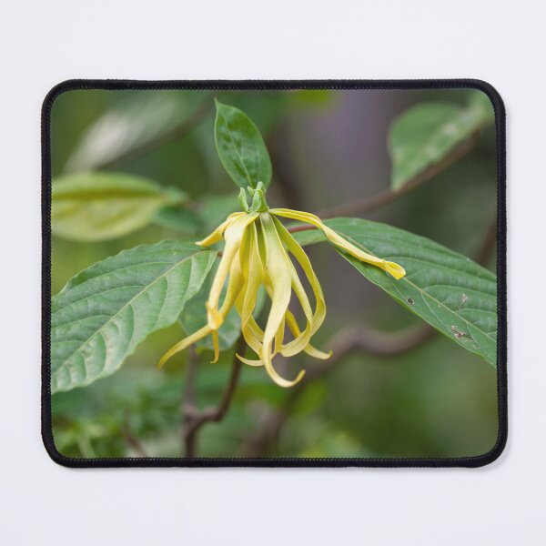 Item preview, Flower of a Ylang Ylang tree, Cananga odorata designed and sold by Zosimus.