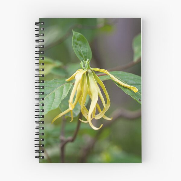 Item preview, Flower of a Ylang Ylang tree, Cananga odorata designed and sold by Zosimus.