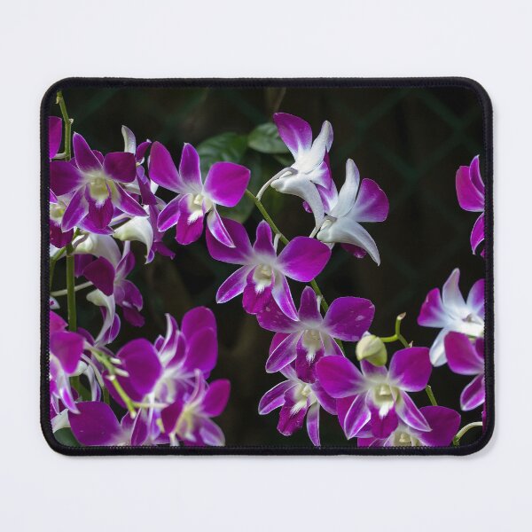 Item preview, Flowers of the orchid Dendrobium sonia designed and sold by Zosimus.