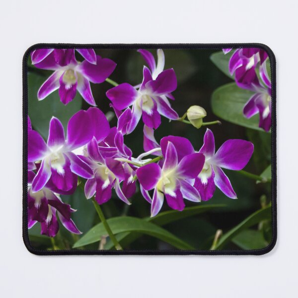 Item preview, Flowers of the orchid species Dendrobium sonia designed and sold by Zosimus.