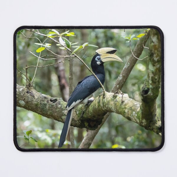 Item preview, Oriental pied hornbill, Anthracoceros albirostris designed and sold by Zosimus.
