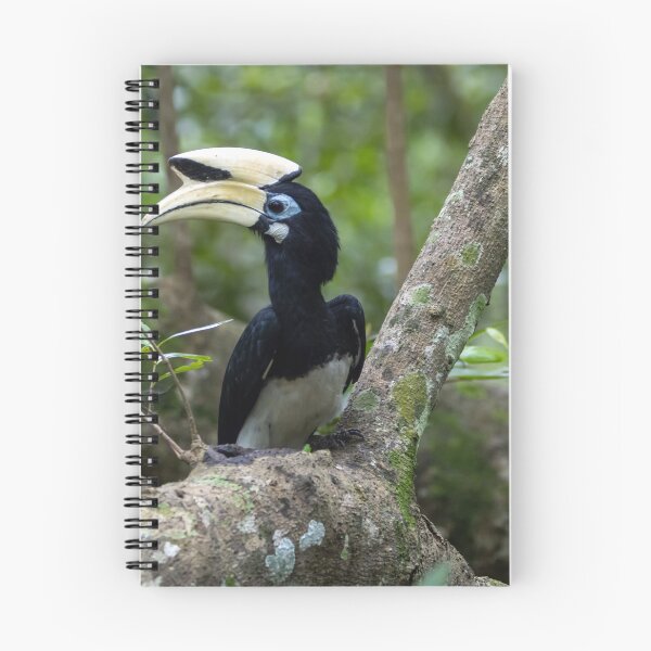Item preview, Oriental pied hornbill, Anthracoceros albirostris designed and sold by Zosimus.