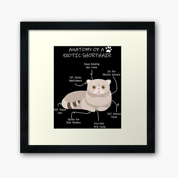 Item preview, Anatomy of an Exotic Shorthair designed and sold by Petensity.