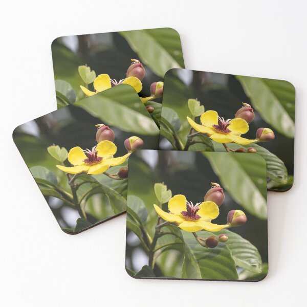 Item preview, Flower of a golden guinea tree, Dillenia alata designed and sold by Zosimus.
