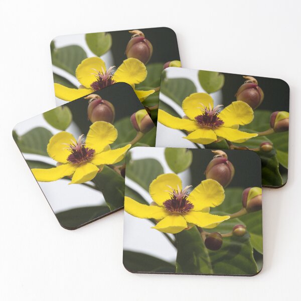 Item preview, Flower of a golden guinea tree, Dillenia alata, a tropical tree species. designed and sold by Zosimus.