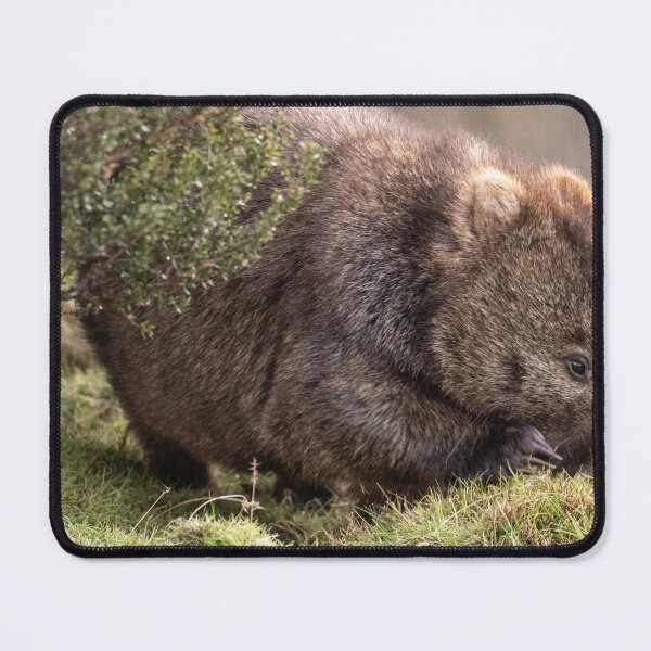 Item preview, Womat Feeding on Buttongrass, Tasmania designed and sold by Images by Chris de Blank.