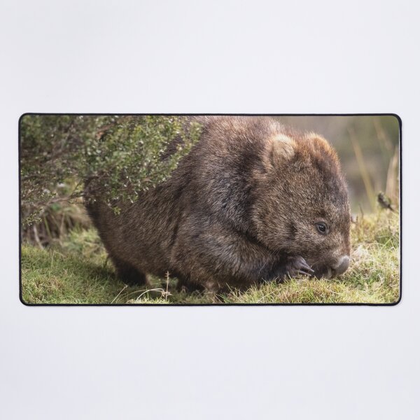 Item preview, Womat Feeding on Buttongrass, Tasmania designed and sold by Images by Chris de Blank.