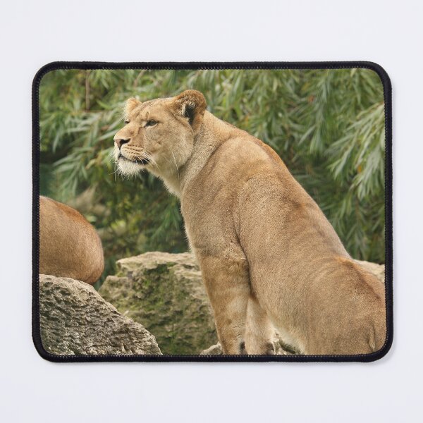 Item preview, Beautiful Young Lioness Sisters designed and sold by francophotos.