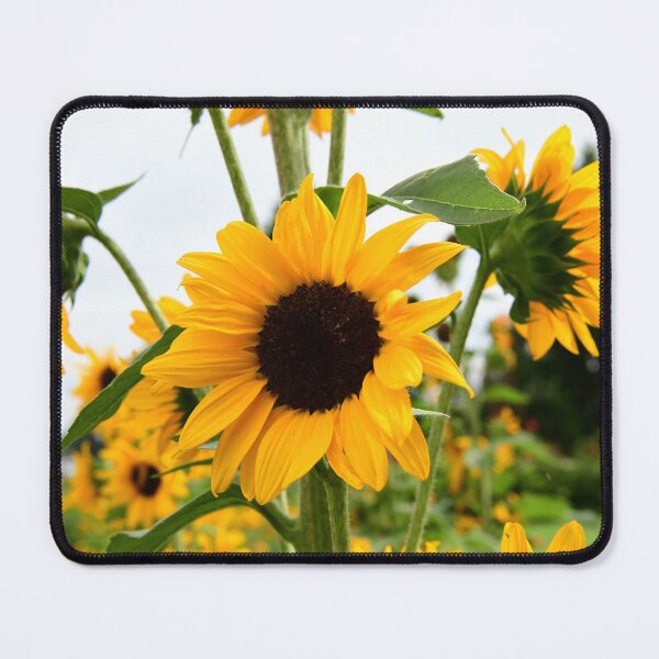 Item preview, Sunflowers designed and sold by Spiveys-Corner.