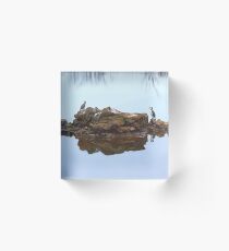 Mirror image - Pied Shags on rock..........! Acrylic Block