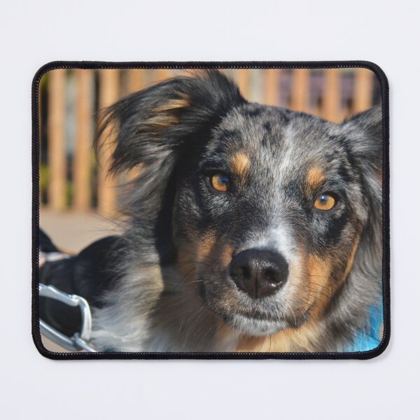 Item preview, Bear The Aussie Dog Photography designed and sold by ThePhotograph03.