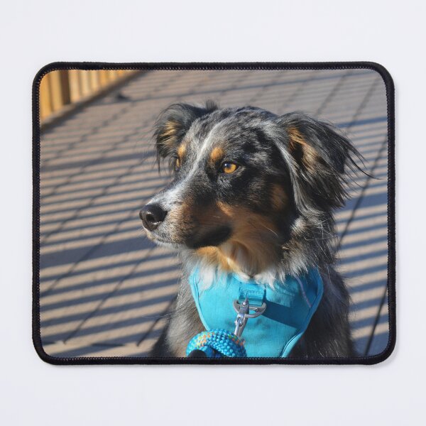 Item preview, Bear The Aussie Dog Photography designed and sold by ThePhotograph03.