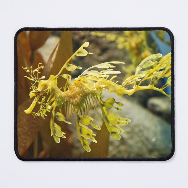 Item preview, Leafy Sea Dragon designed and sold by ShaneKellyPhoto.