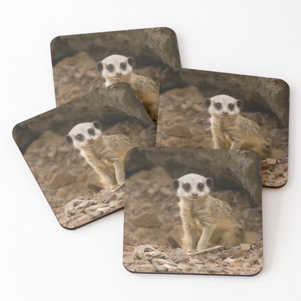 Item preview, Baby Meerkat's Precious Pose designed and sold by rawshutterbug.