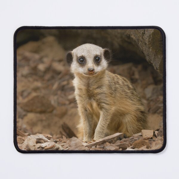 Item preview, Baby Meerkat's Precious Pose designed and sold by rawshutterbug.