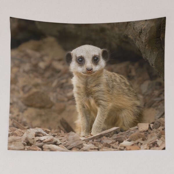 Item preview, Baby Meerkat's Precious Pose designed and sold by rawshutterbug.