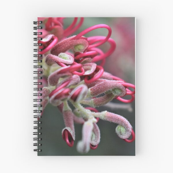 Item preview, Grevillea 'Lollipops' designed and sold by Summer-Lea James.