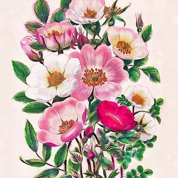 Artwork thumbnail, Wild Roses by CatyArte