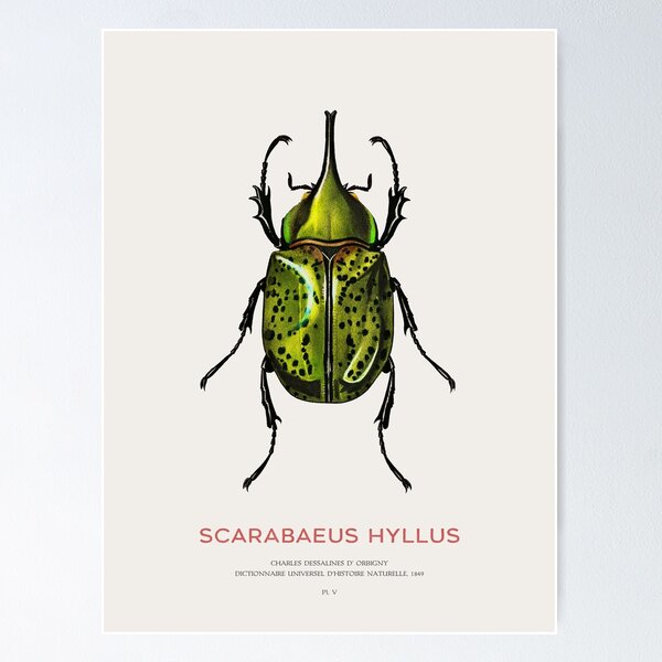 Item preview, Eastern Hercules beetle or Scarabaeus Hyllus designed and sold by Vintagrafica.