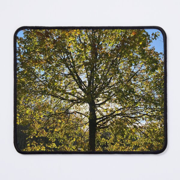 Item preview, Backlit Autumnal Tree designed and sold by Sinemathk.