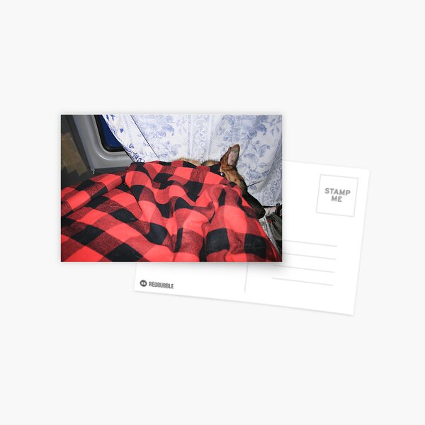 Stay warm pal Postcard
