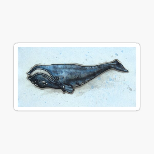 Item preview, Right Whale Study designed and sold by A Curious Bestiary.