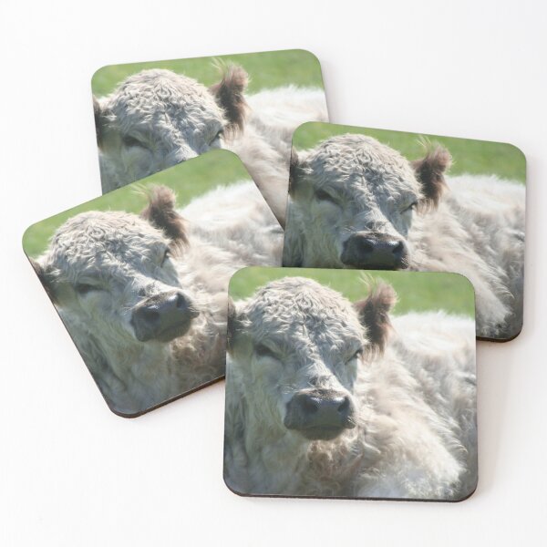 Item preview, Galloway calf designed and sold by Calidris Fotografie Steffi & Ben Köppler.