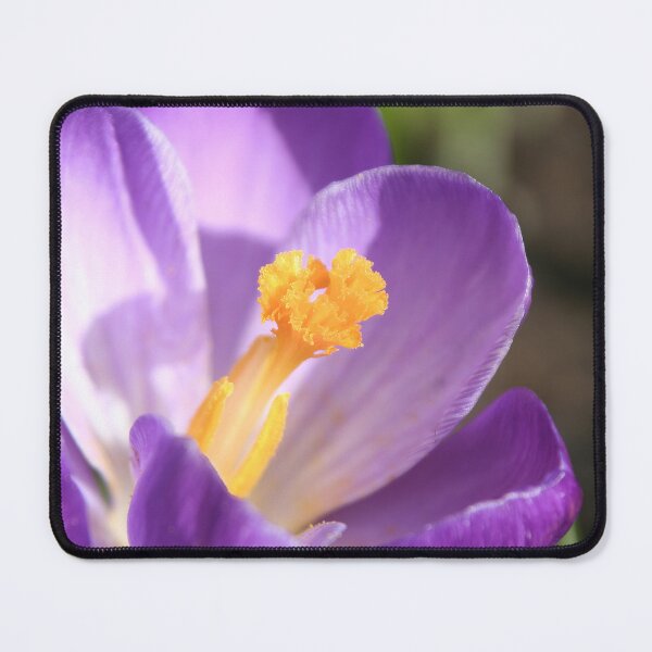Item preview, Crocus designed and sold by Calidris Fotografie Steffi & Ben Köppler.