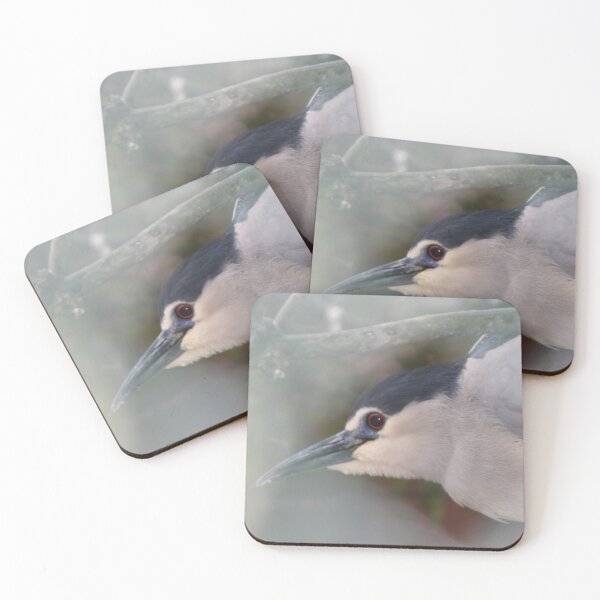 Item preview, Black-crowned night-heron designed and sold by Calidris Fotografie Steffi & Ben Köppler.