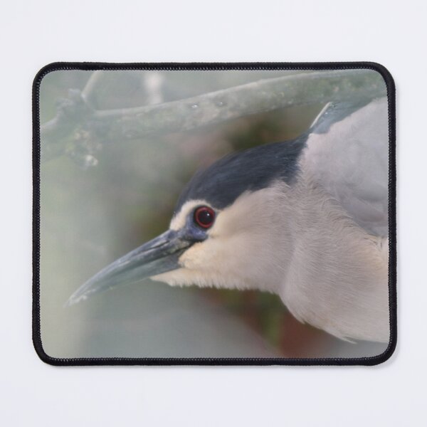 Item preview, Black-crowned night-heron designed and sold by Calidris Fotografie Steffi & Ben Köppler.