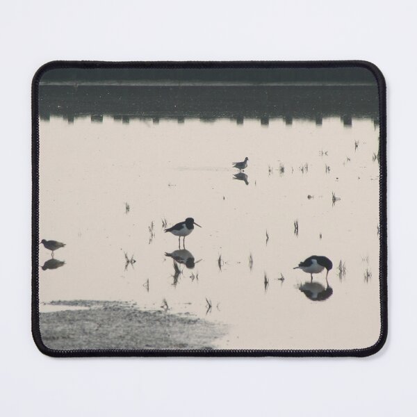 Item preview, Eurasian oystercatchers designed and sold by Calidris Fotografie Steffi & Ben Köppler.