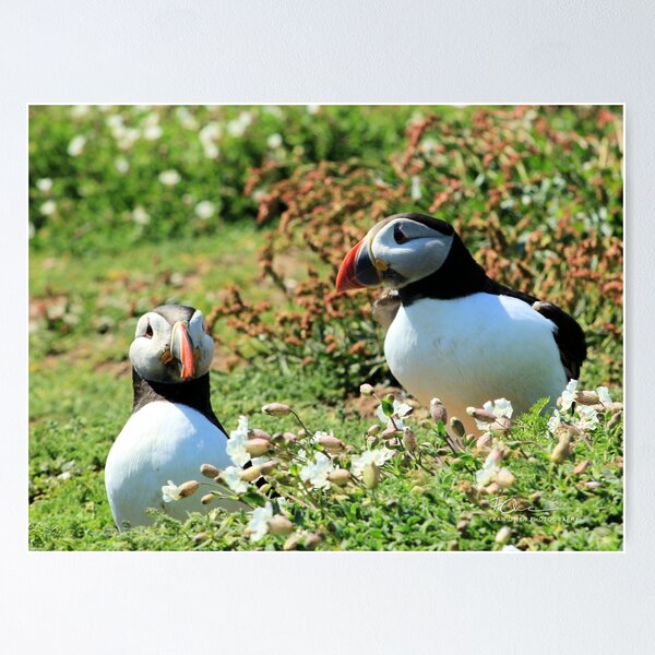 Item preview, Puffins designed and sold by FranOwen.