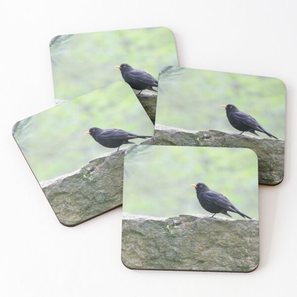 Item preview, Common blackbird designed and sold by Calidris Fotografie Steffi & Ben Köppler.