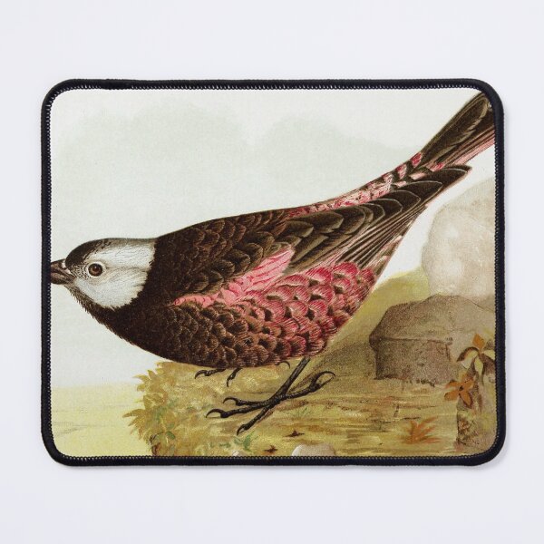 Item preview, Gray crowned rosy finch leucosticte griseinucha - Bird of Alaska - Vintage Watercolor designed and sold by ElegantTeaTime.