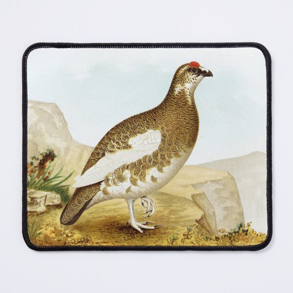 Item preview, Rock Ptarmigan lagopus rupestris atkhensis Bird of Alaska (#1 of 2) vintage watercolor birdwatching gift designed and sold by ElegantTeaTime.