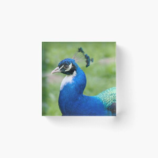 Item preview, Blue Peafowl designed and sold by Calidris Fotografie Steffi & Ben Köppler.