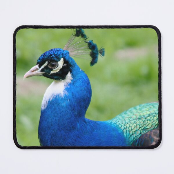 Item preview, Blue Peafowl designed and sold by Calidris Fotografie Steffi & Ben Köppler.
