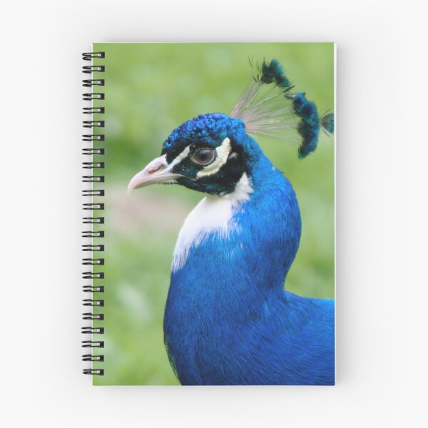 Item preview, Blue Peafowl designed and sold by Calidris Fotografie Steffi & Ben Köppler.