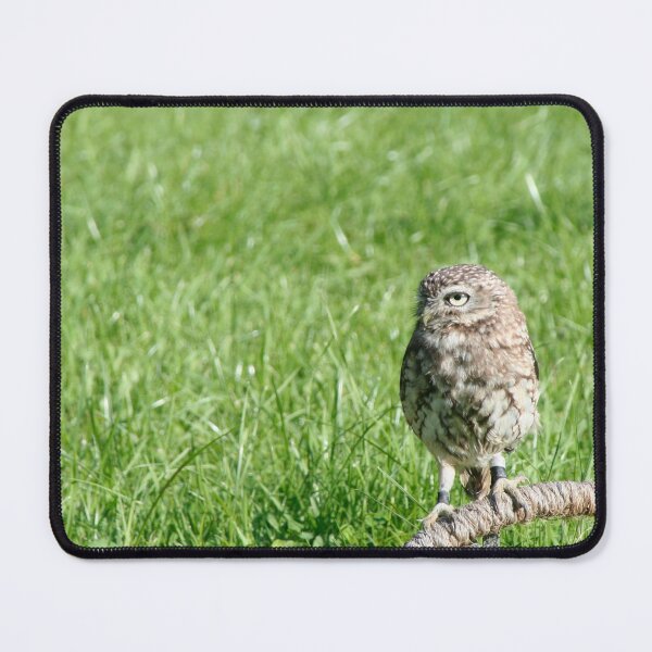 Item preview, Little Owl designed and sold by Calidris Fotografie Steffi & Ben Köppler.