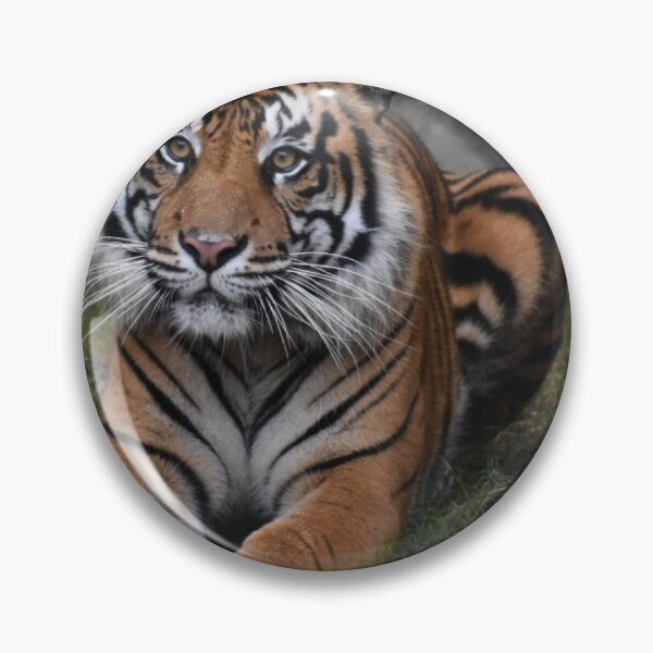 Item preview, Sumatran Tiger  designed and sold by Sharon the Zoo Lady Photography .