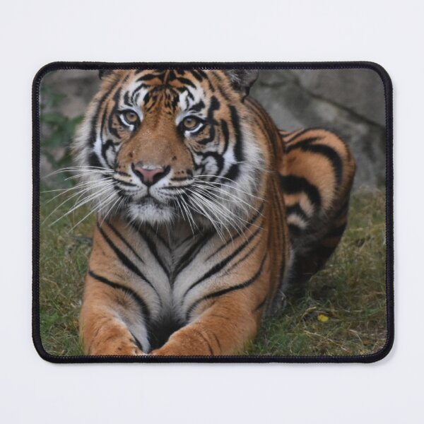Item preview, Sumatran Tiger  designed and sold by Sharon the Zoo Lady Photography .