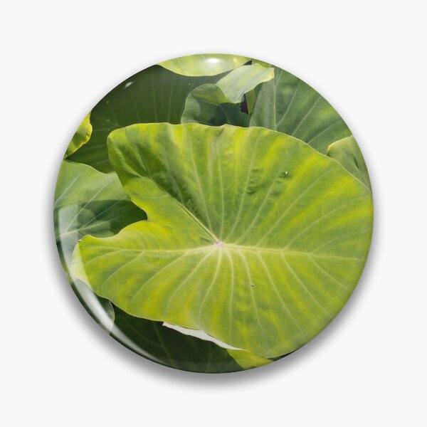 Item preview, Leaves of taro plants, Colocasia esculenta designed and sold by Zosimus.
