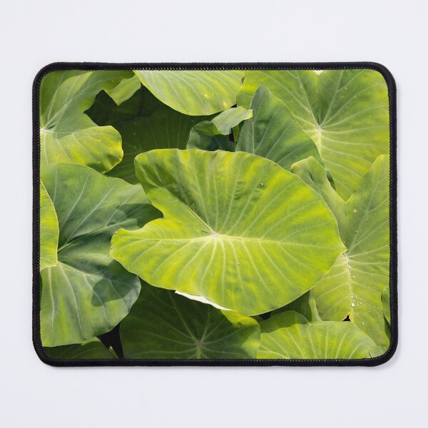 Item preview, Leaves of taro plants, Colocasia esculenta designed and sold by Zosimus.