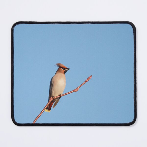 Item preview, Winter waxwings  designed and sold by miradorpictures.