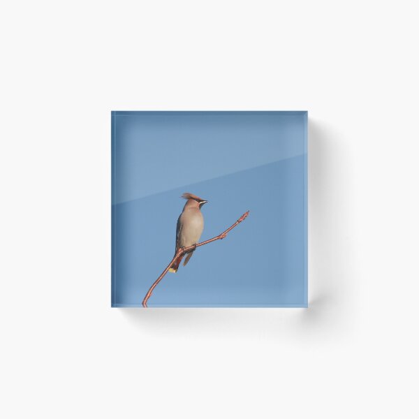 Item preview, Waxing winter  designed and sold by miradorpictures.