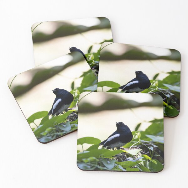Item preview, Oriental magpie robin, Copsychus saularis designed and sold by Zosimus.