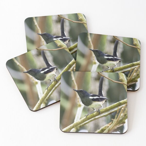 Item preview, Oriental magpie robin, Copsychus saularis designed and sold by Zosimus.