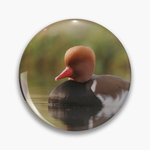 Item preview, Posing pochard designed and sold by miradorpictures.