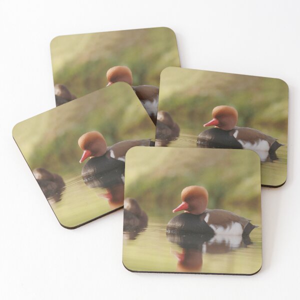 Item preview, Posing pochard designed and sold by miradorpictures.